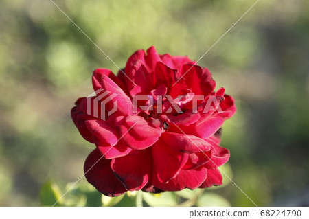 Arao City Ooyamai citizen flower bed Roses flower Arao City Ooyamai citizen flower bed Roses flower 68224790