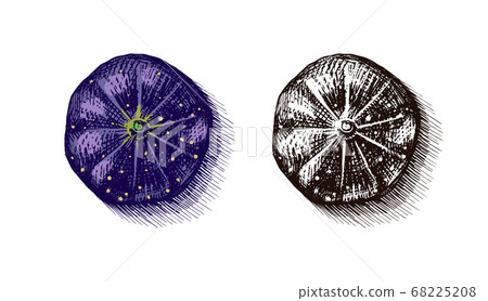 Fresh fig. Fruit Foliage. Detox spice. Vector Engraved hand drawn sketch for stamp, t-shirt or Fresh fig. Fruit Foliage. Detox spice. Vector Engraved hand drawn sketch for stamp, t-shirt or 68225208