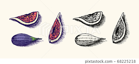 Fresh fig. Fruit Foliage. Detox spice. Vector Engraved hand drawn sketch for stamp, t-shirt or Fresh fig. Fruit Foliage. Detox spice. Vector Engraved hand drawn sketch for stamp, t-shirt or 68225218