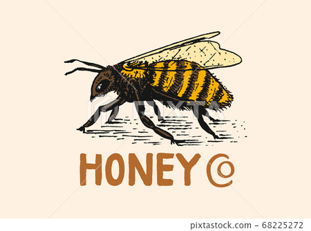 Honey and bees. Vintage logo for typography, shop or signboards. Badge for t-shirts. Hand Drawn Honey and bees. Vintage logo for typography, shop or signboards. Badge for t-shirts. Hand Drawn 68225272