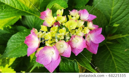 Hydrangea flowers Hydrangea flowers 68225335