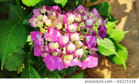 繡球花 68225338