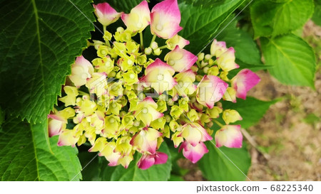 繡球花 繡球花 68225340