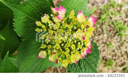 繡球花 68225341