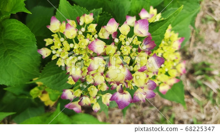 Hydrangea flowers Hydrangea flowers 68225347