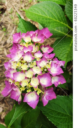 Hydrangea flowers Hydrangea flowers 68225349