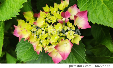 繡球花 繡球花 68225356