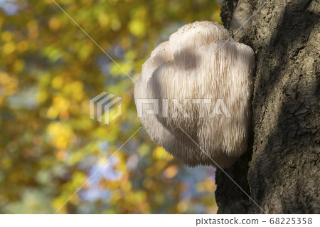 Rare Lion's Mane Mushroom (Hericium erinaceus) Rare Lion's Mane Mushroom (Hericium erinaceus) 68225358
