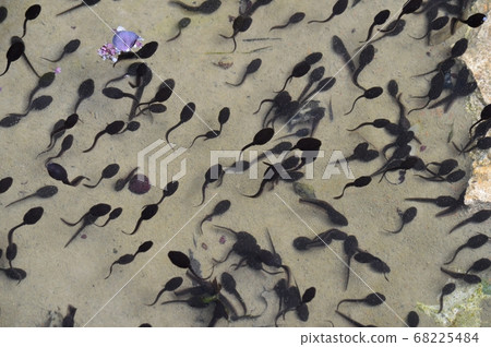 Tadpoles Tadpoles 68225484