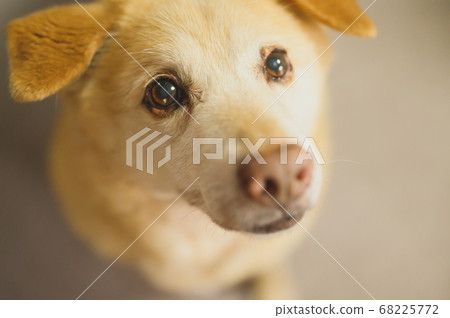 寵物狗 寵物狗 68225772