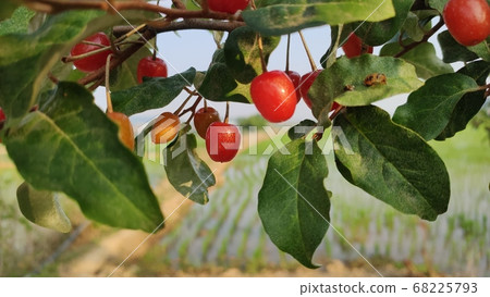 Indian Bodhi Tree 68225793