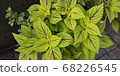 Coleus 68226545