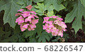 Kashiwaba Hydrangea Pink 68226547