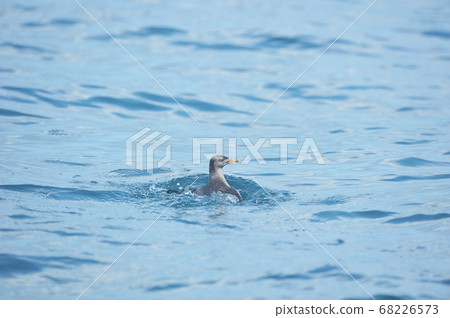 Uto met in the sea of Shiretoko (off Rausu, Hokkaido) 68226573
