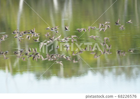 A group of yellow sandpiper flying in a wetland (Hokkaido) A group of yellow sandpiper flying in a wetland (Hokkaido) 68226576