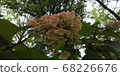 Kashiwaba hydrangea 68226676