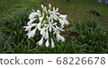 Agapanthus white 68226678