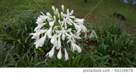 Agapanthus white 68226678
