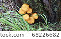 mushroom  68226682