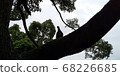 Large tree pigeon 68226685