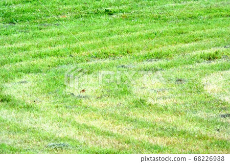 地面割草 68226988