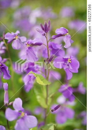 巨型araiseto大紫色花，花瓣紫色室外宏 68227166