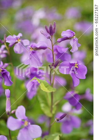 巨型araiseto大紫色花，花瓣紫色室外宏 68227167