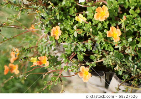 Cute little flowers Cute little flowers 68227526