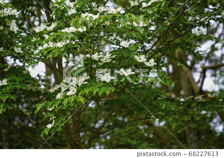 在山部神社盛開的白色山本 68227613