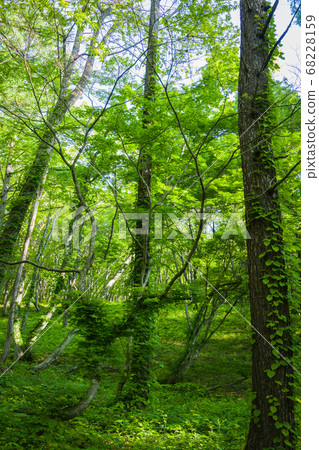 常春藤覆蓋的森林[初夏的大谷村] 68228159