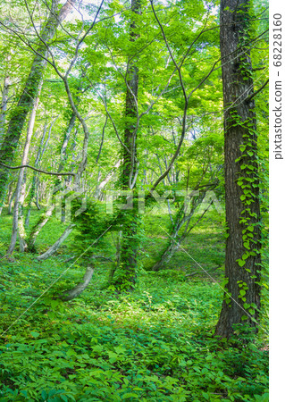 常春藤覆蓋的森林[初夏的大谷村] 68228160