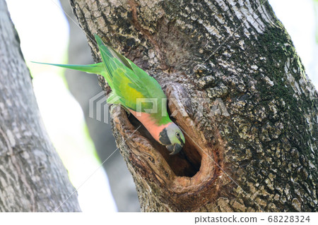 green Parrots in nature green Parrots in nature 68228324