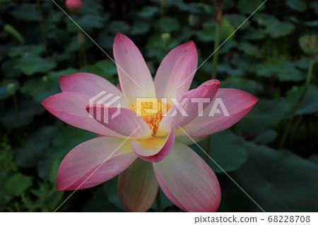 Lotus Flower Garden, Yamasa Kamaboko Head... - Stock Photo [68228708] -  PIXTA