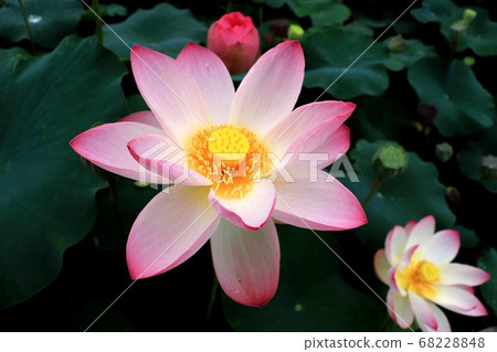 Lotus Flower Garden, Yamasa Kamaboko Head... - Stock Photo [68228848] -  PIXTA