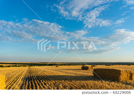 Summer Landscape with Wheat Field At Sunset 68229006