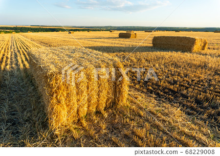 Summer Landscape with Wheat Field At Sunset Summer Landscape with Wheat Field At Sunset 68229008