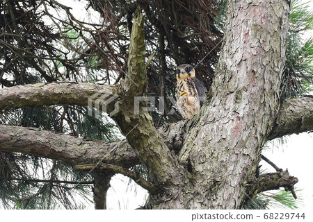 新崗位新霍吉 68229744