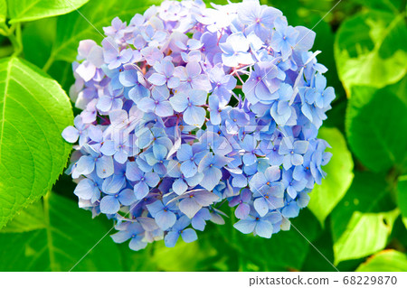Blue hydrangea Blue hydrangea 68229870