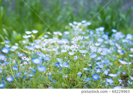 Blue and white nemophila Blue and white nemophila 68229963