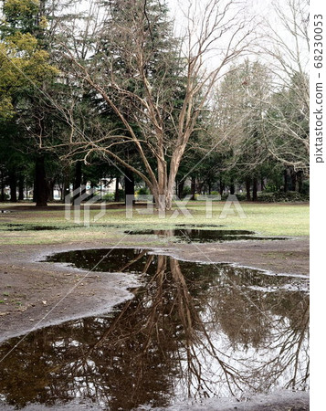 Trees in the park reflected in a puddle Trees in the park reflected in a puddle 68230053