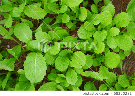 Top view of Cantonese green lettuce in garden. Agriculture organic in asia. 68230281