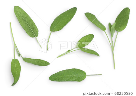 Sage herb leaves isolated on white background with clipping path . Top view. Flat lay Sage herb leaves isolated on white background with clipping path . Top view. Flat lay 68230580