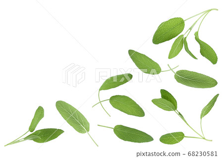 Sage herb leaves isolated on white background with clipping path . Top view with copy space for your text. Flat lay Sage herb leaves isolated on white background with clipping path . Top view with copy space for your text. Flat lay 68230581