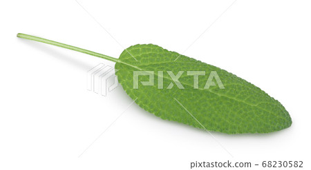 Sage herb leaves isolated on white background with clipping path and full depth of field. Top view. Flat lay Sage herb leaves isolated on white background with clipping path and full depth of field. Top view. Flat lay 68230582
