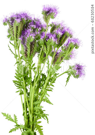 Phacelia flower isolated on white background with full depth of field Phacelia flower isolated on white background with full depth of field 68230584