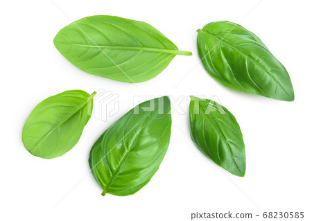 Fresh basil leaf isolated on white background with clipping path and full depth of field. Top view. Flat lay Fresh basil leaf isolated on white background with clipping path and full depth of field. Top view. Flat lay 68230585