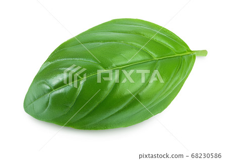 Fresh basil leaf isolated on white background with clipping path and full depth of field Fresh basil leaf isolated on white background with clipping path and full depth of field 68230586