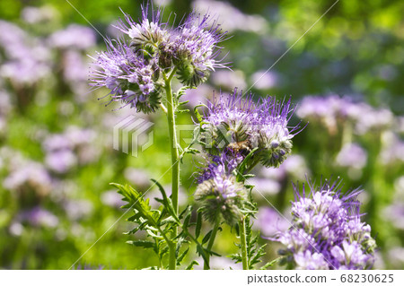 Lacy phacelia flower, blue tansy or purple tansy 68230625