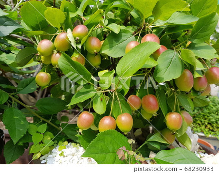 Flower apple Flower apple 68230933