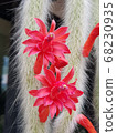 Cactus, Daenggimeori Cactus 68230935